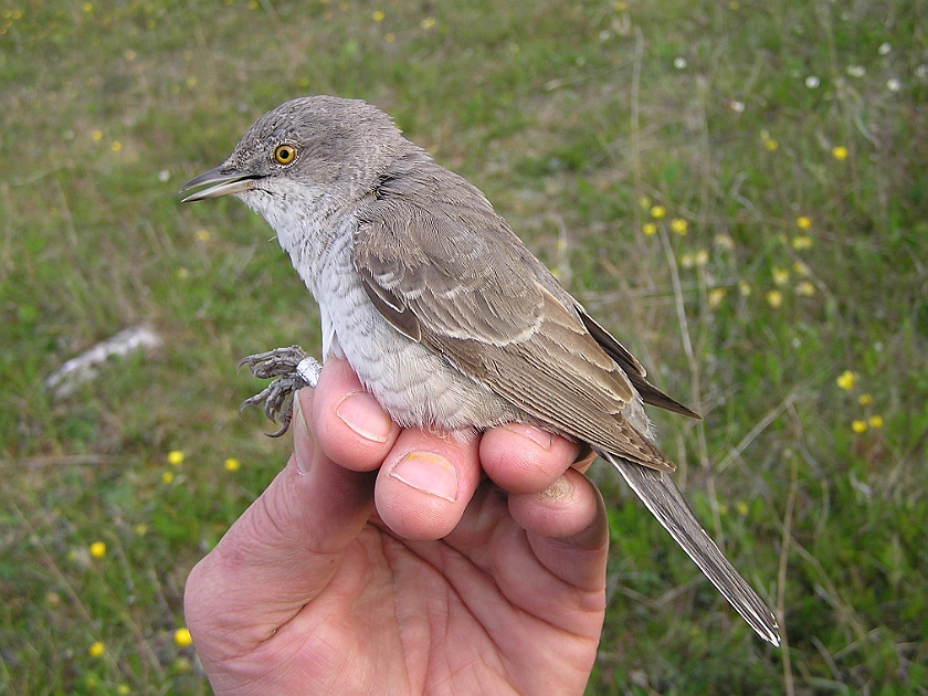 Barred Warbler, Sundre 20060604